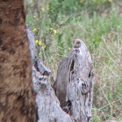 Aphelocephala leucopsis (Southern Whiteface) at Gelston Park, NSW - 26 Sep 2022 by Darcy