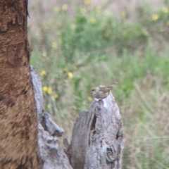 Aphelocephala leucopsis at Gelston Park, NSW - suppressed
