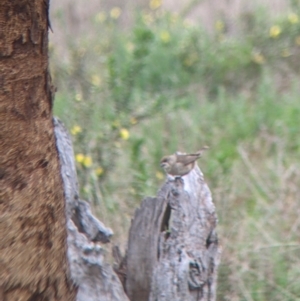 Aphelocephala leucopsis at Gelston Park, NSW - suppressed
