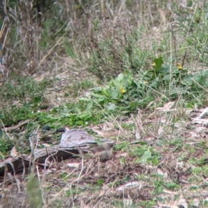 Aphelocephala leucopsis at Gelston Park, NSW - suppressed