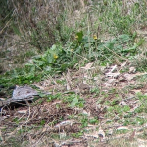 Aphelocephala leucopsis at Gelston Park, NSW - suppressed