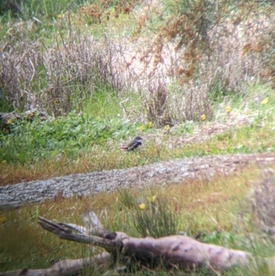 Stagonopleura guttata (Diamond Firetail) at Gelston Park, NSW - 26 Sep 2022 by Darcy