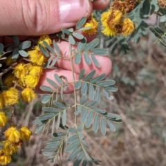 Acacia spectabilis (Pilliga Wattle, Glory Wattle) at Gelston Park, NSW - 26 Sep 2022 by Darcy
