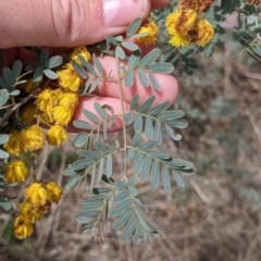 Acacia spectabilis at Gelston Park, NSW - 26 Sep 2022