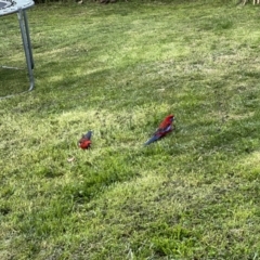 Platycercus elegans (Crimson Rosella) at Holt, ACT - 26 Sep 2022 by JimL