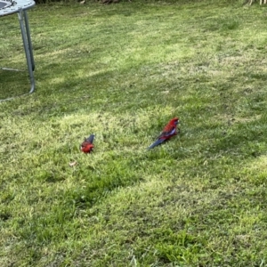 Platycercus elegans at Holt, ACT - suppressed