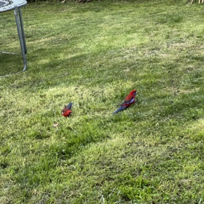 Platycercus elegans (Crimson Rosella) at Holt, ACT - 26 Sep 2022 by JimL