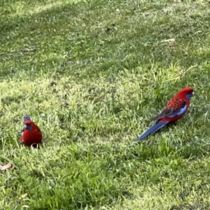 Platycercus elegans at Holt, ACT - suppressed