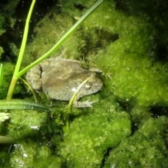 Crinia sloanei (Sloane's Froglet) at Albury - 14 Sep 2022 by DMeco