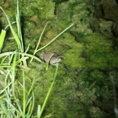 Crinia sloanei at Wirlinga, NSW - 14 Sep 2022