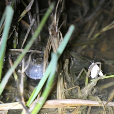 Crinia sloanei (Sloane's Froglet) at Albury - 21 Sep 2022 by DMeco