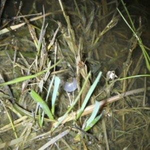 Crinia sloanei at Wirlinga, NSW - 21 Sep 2022