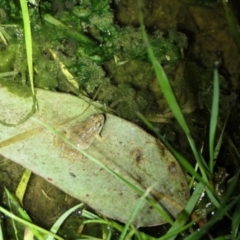Crinia sloanei (Sloane's Froglet) at Albury - 21 Sep 2022 by DMeco