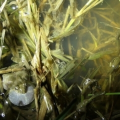 Crinia sloanei at Wirlinga, NSW - 21 Sep 2022