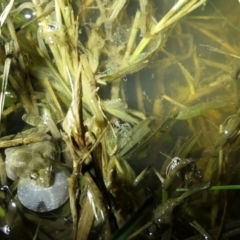 Crinia sloanei at Wirlinga, NSW - suppressed