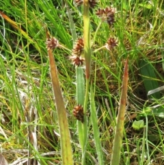 Luzula densiflora (Dense Wood-rush) at Molonglo Valley, ACT - 25 Sep 2022 by sangio7