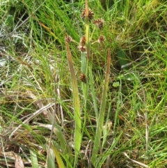 Luzula densiflora at Molonglo Valley, ACT - 25 Sep 2022