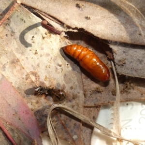 Dasygaster padockina at McKellar, ACT - suppressed