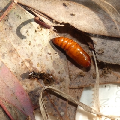 Dasygaster padockina (Tasmanian Cutworm) at McKellar, ACT - 25 Sep 2022 by Birdy