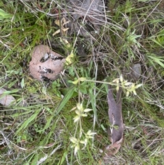 Cerastium glomeratum (Sticky Mouse-ear Chickweed) at Aranda Bushland - 26 Sep 2022 by lbradley