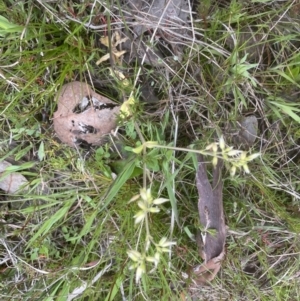 Cerastium glomeratum at Aranda, ACT - 26 Sep 2022