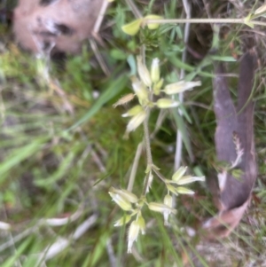 Cerastium glomeratum at Aranda, ACT - 26 Sep 2022