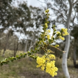 Acacia pravissima at Throsby, ACT - 26 Sep 2022 11:37 AM