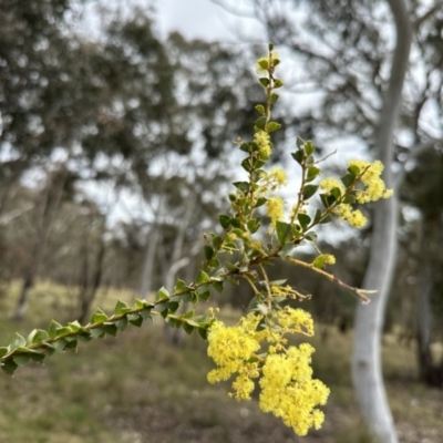 Acacia pravissima (Wedge-leaved Wattle, Ovens Wattle) at Throsby, ACT - 26 Sep 2022 by Pirom