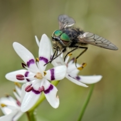 Dasybasis sp. (genus) (A march fly) at Stromlo, ACT - 26 Sep 2022 by Kenp12