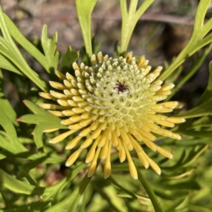 Isopogon anemonifolius at Hyams Beach, NSW - suppressed