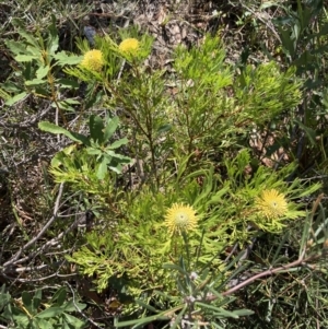 Isopogon anemonifolius at Hyams Beach, NSW - suppressed
