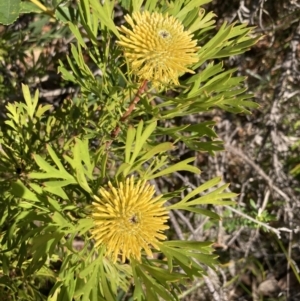 Isopogon anemonifolius at Hyams Beach, NSW - suppressed