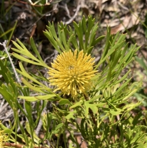 Isopogon anemonifolius at Hyams Beach, NSW - suppressed