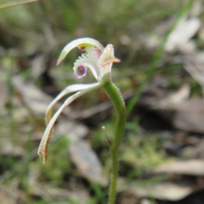 Caladenia ustulata (Brown Caps) at Stromlo, ACT - 26 Sep 2022 by Christine