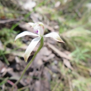 Caladenia ustulata at Stromlo, ACT - 26 Sep 2022