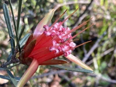 Lambertia formosa (Mountain Devil) at Hyams Beach, NSW - 25 Sep 2022 by AnneG1