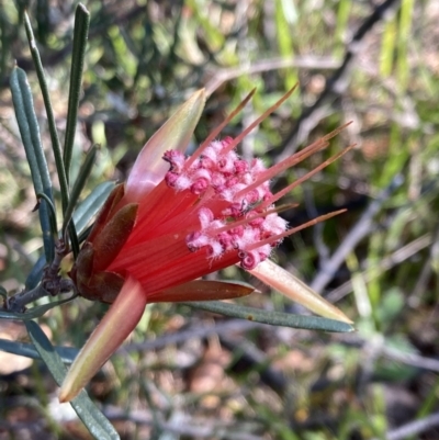 Lambertia formosa (Mountain Devil) at Hyams Beach, NSW - 25 Sep 2022 by AnneG1