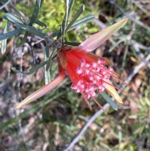 Lambertia formosa at Hyams Beach, NSW - 25 Sep 2022