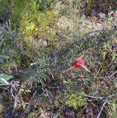 Lambertia formosa at Hyams Beach, NSW - 25 Sep 2022