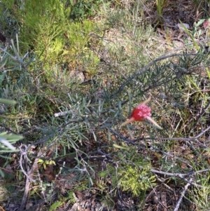 Lambertia formosa at Hyams Beach, NSW - 25 Sep 2022