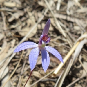 Cyanicula caerulea at Stromlo, ACT - suppressed