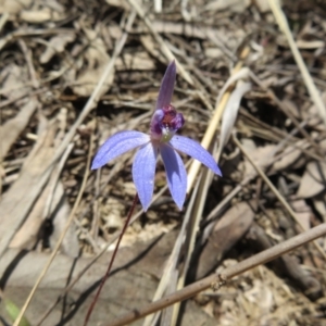 Cyanicula caerulea at Stromlo, ACT - suppressed