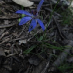 Cyanicula caerulea at Stromlo, ACT - suppressed