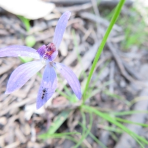 Cyanicula caerulea at Stromlo, ACT - suppressed