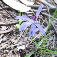 Cyanicula caerulea at Stromlo, ACT - suppressed