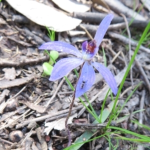 Cyanicula caerulea at Stromlo, ACT - suppressed