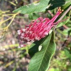 Grevillea macleayana (Jervis Bay Grevillea) at Hyams Beach, NSW - 25 Sep 2022 by AnneG1