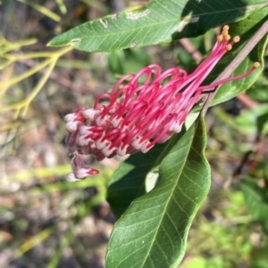 Grevillea macleayana at Hyams Beach, NSW - 25 Sep 2022 02:38 PM