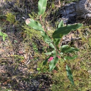 Grevillea macleayana at Hyams Beach, NSW - 25 Sep 2022 02:38 PM