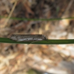 Philobota stella (A concealer moth) at Stromlo, ACT - 25 Sep 2022 by Christine